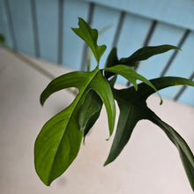 Load image into Gallery viewer, #B111 Philodendron Glad Hands