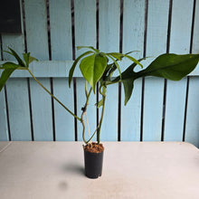 Load image into Gallery viewer, #B111 Philodendron Glad Hands