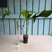 Load image into Gallery viewer, #B111 Philodendron Glad Hands