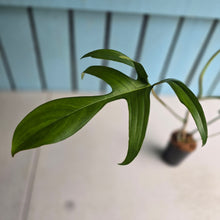 Load image into Gallery viewer, #B111 Philodendron Glad Hands