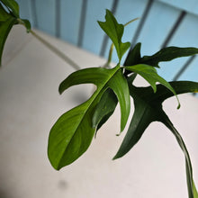 Load image into Gallery viewer, #B111 Philodendron Glad Hands