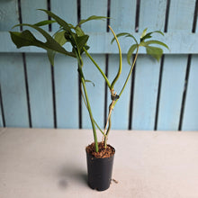 Load image into Gallery viewer, #B111 Philodendron Glad Hands