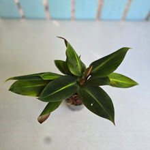 Load image into Gallery viewer, #17c Boesenbergia Aurantiaca
