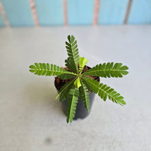 Load image into Gallery viewer, #B3 Biophytum Sensitivum