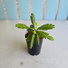 Load image into Gallery viewer, #B3 Biophytum Sensitivum
