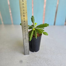 Load image into Gallery viewer, #B3 Biophytum Sensitivum