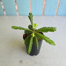 Load image into Gallery viewer, #B3 Biophytum Sensitivum