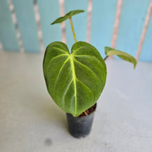 Load image into Gallery viewer, #B09 Philodendron 'Dwarf Silver' - (Tinkle bell sport)