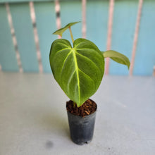 Load image into Gallery viewer, #B09 Philodendron 'Dwarf Silver' - (Tinkle bell sport)