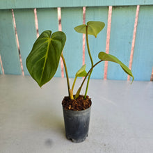 Load image into Gallery viewer, #B09 Philodendron 'Dwarf Silver' - (Tinkle bell sport)