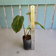 Load image into Gallery viewer, #B09 Philodendron 'Dwarf Silver' - (Tinkle bell sport)