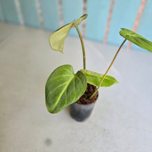 Load image into Gallery viewer, #B09 Philodendron 'Dwarf Silver' - (Tinkle bell sport)