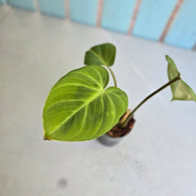Load image into Gallery viewer, #B09 Philodendron 'Dwarf Silver' - (Tinkle bell sport)