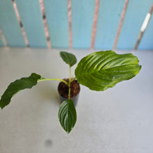 Load image into Gallery viewer, #M92 Tacca Chantrieri - Green Bat Plant