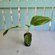 Load image into Gallery viewer, #M92 Tacca Chantrieri - Green Bat Plant