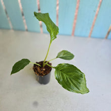 Load image into Gallery viewer, #M92 Tacca Chantrieri - Green Bat Plant