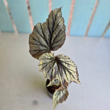 Load image into Gallery viewer, #J554 Begonia Looking Glass