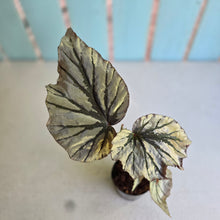 Load image into Gallery viewer, #J554 Begonia Looking Glass