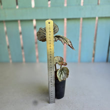 Load image into Gallery viewer, #J554 Begonia Looking Glass