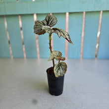 Load image into Gallery viewer, #J554 Begonia Looking Glass