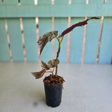 Load image into Gallery viewer, #J554 Begonia Looking Glass