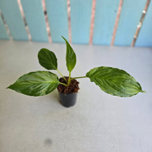 Load image into Gallery viewer, #W19 Tacca Chantrieri - Green Bat Plant
