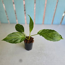 Load image into Gallery viewer, #W19 Tacca Chantrieri - Green Bat Plant