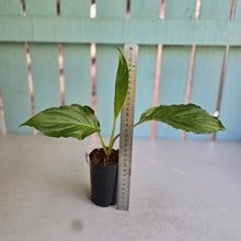 Load image into Gallery viewer, #W19 Tacca Chantrieri - Green Bat Plant
