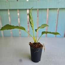 Load image into Gallery viewer, #W19 Tacca Chantrieri - Green Bat Plant
