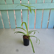 Load image into Gallery viewer, #B82 Variegated Cyperus