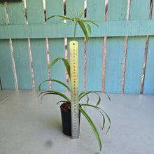 Load image into Gallery viewer, #B82 Variegated Cyperus