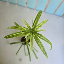 Load image into Gallery viewer, #B82 Variegated Cyperus