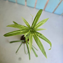 Load image into Gallery viewer, #B82 Variegated Cyperus