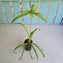Load image into Gallery viewer, #B82 Variegated Cyperus