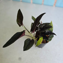 Load image into Gallery viewer, #W29 Syngonium Erythrophyllum
