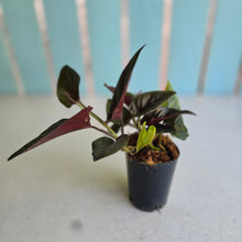 Load image into Gallery viewer, #W29 Syngonium Erythrophyllum
