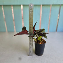 Load image into Gallery viewer, #W29 Syngonium Erythrophyllum