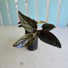 Load image into Gallery viewer, #W29 Syngonium Erythrophyllum