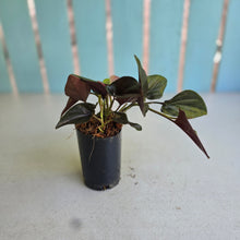 Load image into Gallery viewer, #W29 Syngonium Erythrophyllum