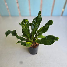 Load image into Gallery viewer, #B91 Asplenium Nidus 'Cobra'
