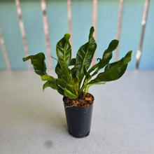 Load image into Gallery viewer, #B91 Asplenium Nidus 'Cobra'