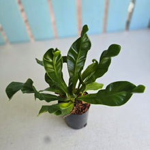 Load image into Gallery viewer, #B91 Asplenium Nidus 'Cobra'