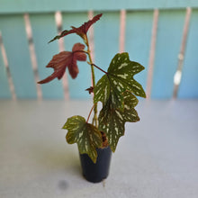Load image into Gallery viewer, #W54 Begonia Aconitifolia