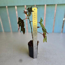 Load image into Gallery viewer, #W54 Begonia Aconitifolia