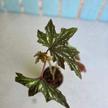 Load image into Gallery viewer, #W54 Begonia Aconitifolia