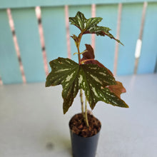 Load image into Gallery viewer, #W54 Begonia Aconitifolia