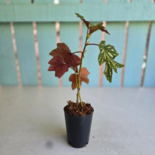 Load image into Gallery viewer, #W54 Begonia Aconitifolia