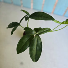 Load image into Gallery viewer, #78 Syngonium Auritum