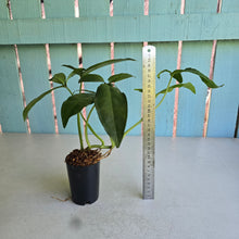 Load image into Gallery viewer, #78 Syngonium Auritum