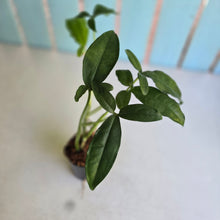 Load image into Gallery viewer, #78 Syngonium Auritum